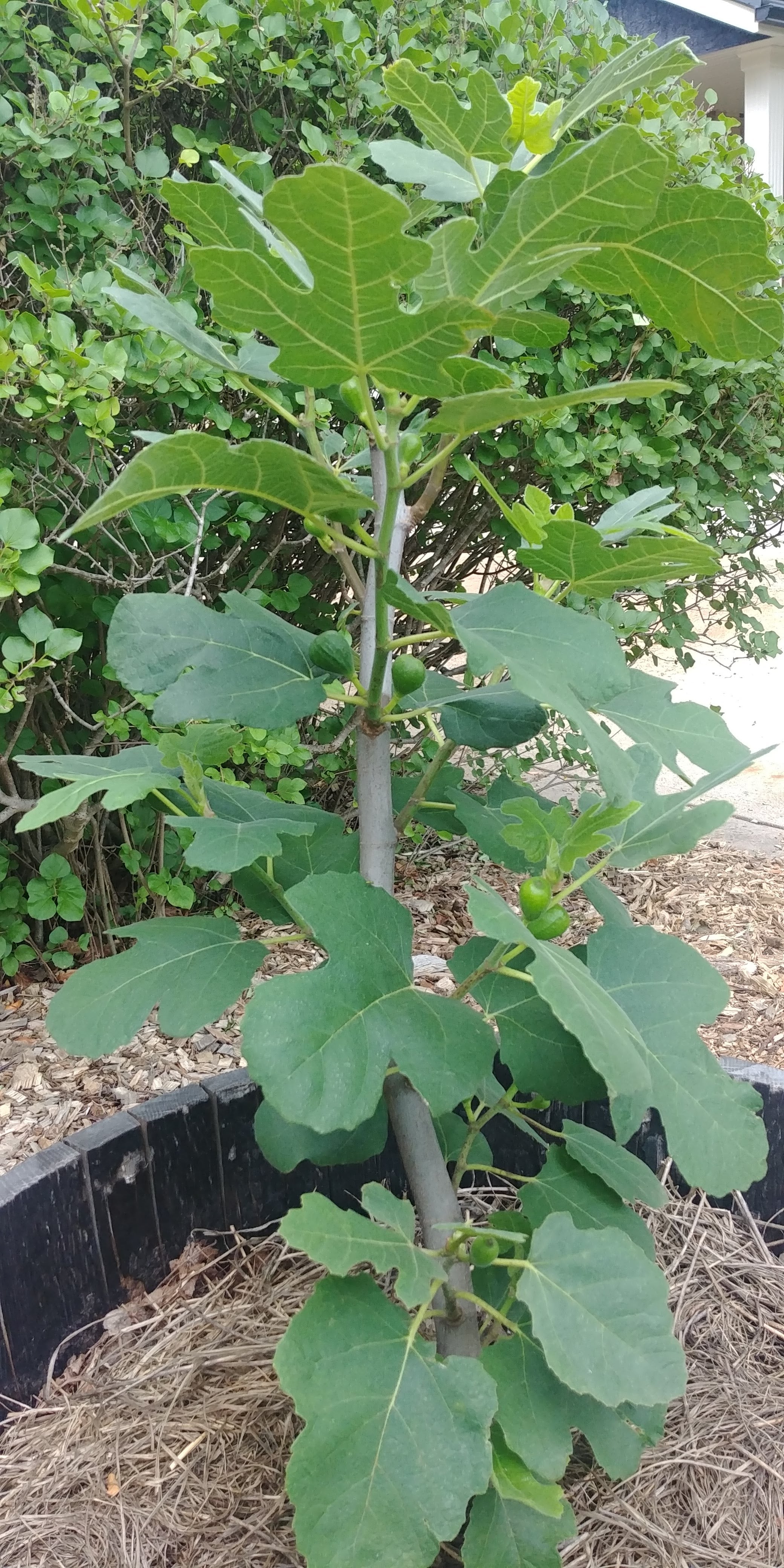 Chicago Hardy Fig Tree