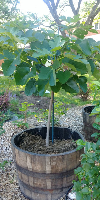 4 year Ficazzana Fig Tree