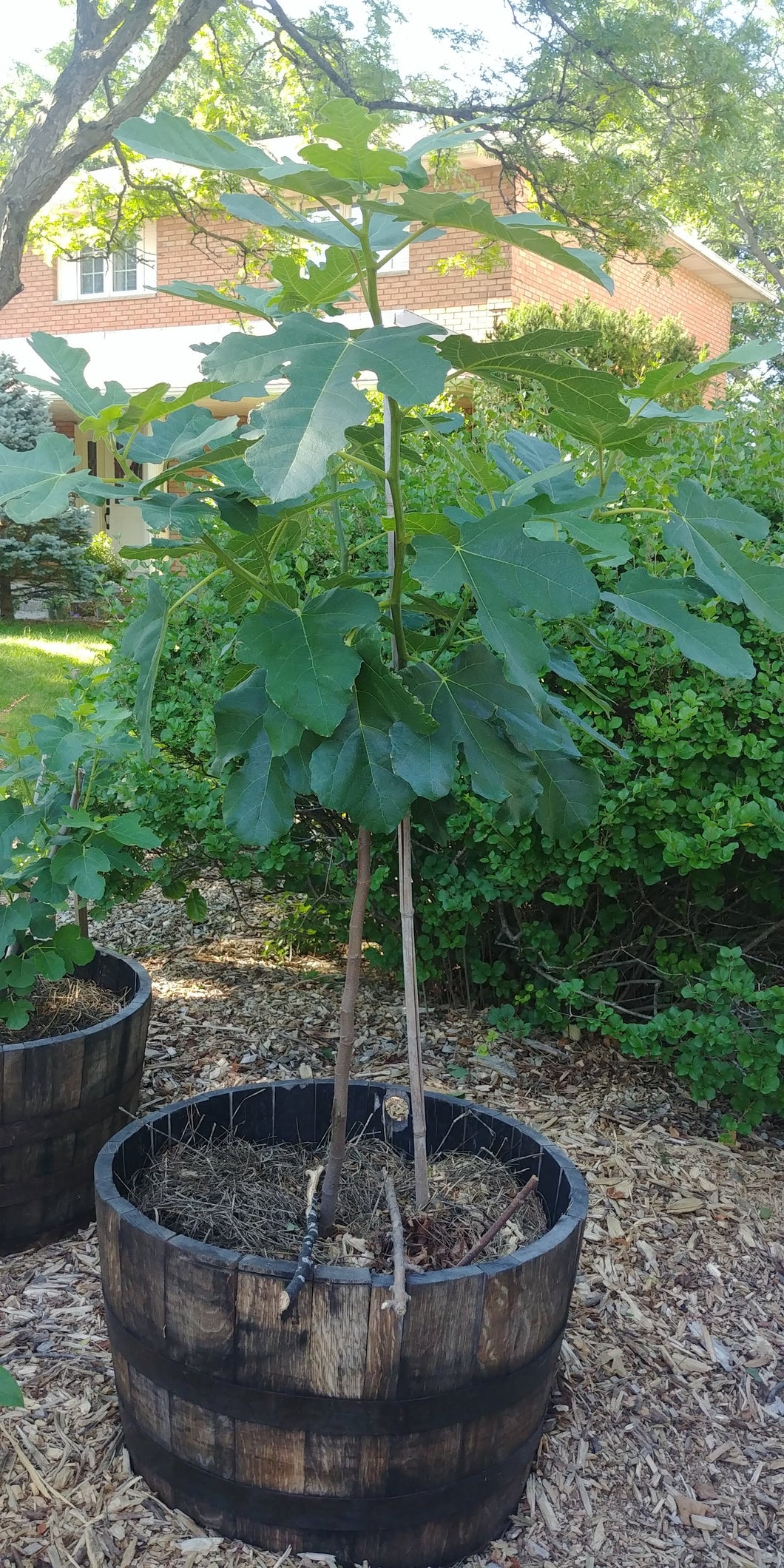 Natalina Fig Tree