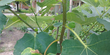 Load image into Gallery viewer, Natalina Fig Tree
