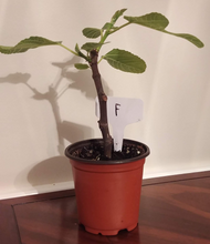 Load image into Gallery viewer, Ficazzana Fig Tree Sapling
