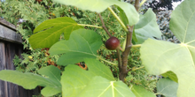 Load image into Gallery viewer, Hardy Chicago Fig Fruit
