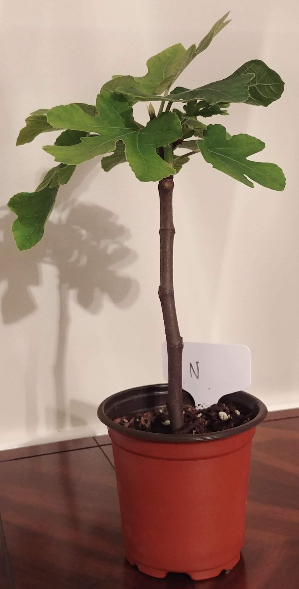 Fig Ree Sapling Natalina Fig Tree – crafting-rainbows
